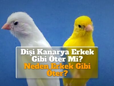 Dişi Kanarya Erkek Gibi Öter Mi? Neden Erkek Gibi Öter?