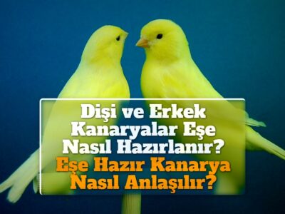 Dişi ve Erkek Kanaryalar Eşe Nasıl Hazırlanır? Eşe Hazır Kanarya Nasıl Anlaşılır?