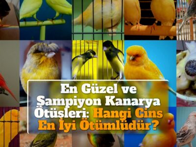 En Güzel ve Şampiyon Kanarya Ötüşleri: Hangi Cins En İyi Ötümlüdür?