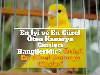 En İyi ve En Güzel Öten Kanarya Cinsleri Hangileridir? Ötüşü En Güzel Kanarya Cinsleri