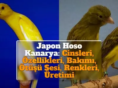 Japon Hoso Kanarya: Cinsleri, Özellikleri, Bakımı, Ötüşü Sesi, Renkleri, Fiyatları, Üretimi