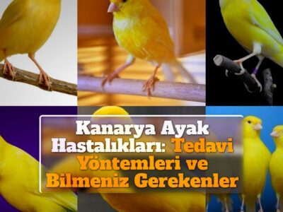 Kanarya Ayak Hastalıkları: Tedavi Yöntemleri ve Bilmeniz Gerekenler