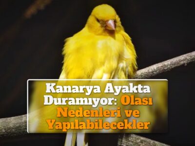 Kanarya Ayakta Duramıyor: Olası Nedenleri ve Yapılabilecekler