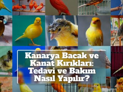 Kanarya Bacak ve Kanat Kırıkları: Tedavi ve Bakım Nasıl Yapılır?