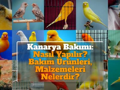 Kanarya Bakımı: Nasıl Yapılır? Bakım Ürünleri, Malzemeleri Nelerdir?