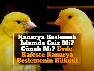 Kanarya Beslemek İslamda Caiz Mi? Günah Mı? Evde, Kafeste Kanarya Beslemenin Hükmü