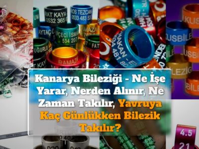 Kanarya Bileziği – Ne İşe Yarar, Nerden Alınır, Ne Zaman Takılır, Yavruya Kaç Günlükken Bilezik Takılır?