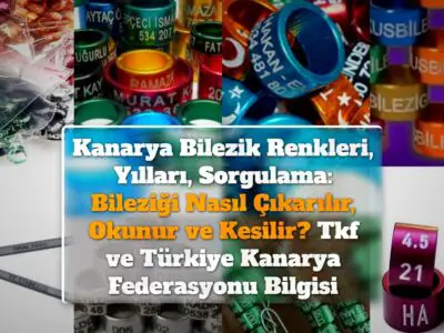 Kanarya Bilezik Renkleri, Yılları, Sorgulama: Bileziği Nasıl Çıkarılır, Okunur ve Kesilir? Tkf ve Türkiye Kanarya Federasyonu Bilgisi