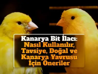 Kanarya Bit İlacı: Nasıl Kullanılır, Tavsiye, Doğal ve Kanarya Yavrusu İçin Öneriler