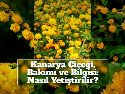 Kanarya Çiçeği, Bakımı ve Bilgisi: Nasıl Yetiştirilir? +Özel Fotoğrafları