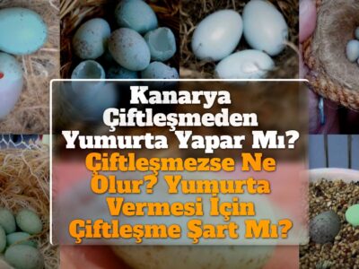 Kanarya Çiftleşmeden Yumurta Yapar Mı? Çiftleşmezse Ne Olur? Yumurta Vermesi İçin Çiftleşme Şart Mı?