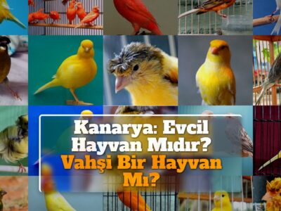 Kanarya: Evcil Hayvan Mıdır? Vahşi Bir Hayvan Mı?