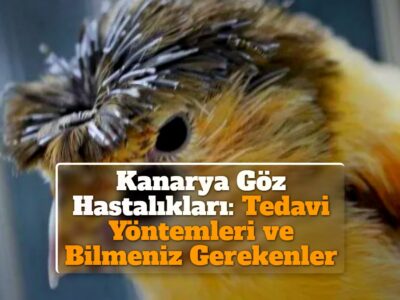 Kanarya Göz Hastalıkları: Tedavi Yöntemleri ve Bilmeniz Gerekenler