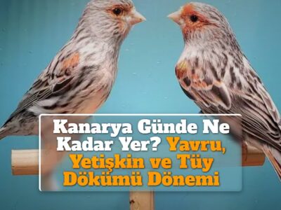 Kanarya Günde Ne Kadar Yer? Yavru, Yetişkin ve Tüy Dökümü Dönemi