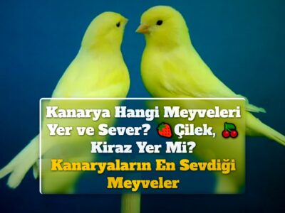 Kanarya Hangi Meyveleri Yer ve Sever? Çilek, Kiraz Yer Mi? Kanaryaların En Sevdiği Meyveler