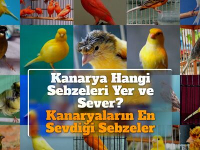 Kanarya Hangi Sebzeleri Yer ve Sever? Kanaryaların En Sevdiği Sebzeler