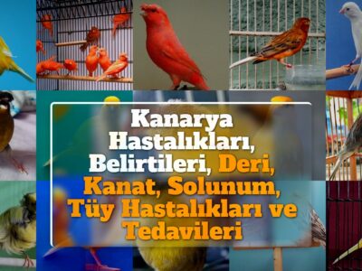 Kanarya Hastalıkları, Belirtileri, Deri, Kanat, Solunum, Tüy Hastalıkları ve Tedavileri