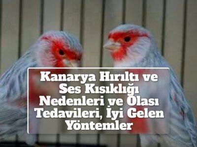 Kanarya Hırıltı ve Ses Kısıklığı Nedenleri ve Olası Tedavileri, İyi Gelen Yöntemler