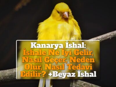 Kanarya İshal: İshale Ne İyi Gelir, Nasıl Geçer, Neden Olur, Nasıl Tedavi Edilir? +Beyaz İshal