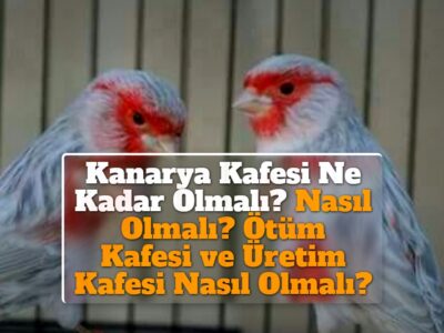 Kanarya Kafesi Ne Kadar Olmalı? Nasıl Olmalı? Ötüm Kafesi ve Üretim Kafesi Nasıl Olmalı?