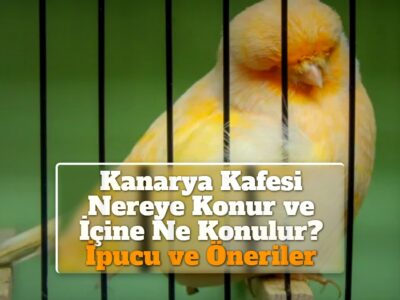 Kanarya Kafesi Nereye Konur ve İçine Ne Konulur? İpucu ve Öneriler