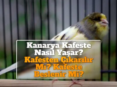 Kanarya Kafeste Nasıl Yaşar? Kafesten Çıkarılır Mı? Kafeste Beslenir Mi?