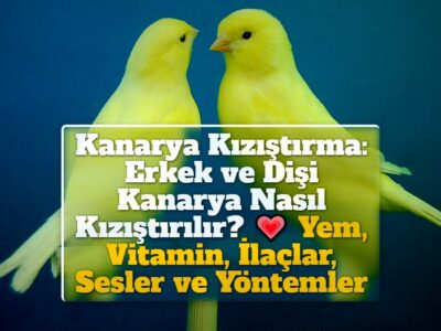 Kanarya Kızıştırma: Erkek ve Dişi Kanarya Nasıl Kızıştırılır? Yem, Vitamin, İlaçlar, Sesler ve Yöntemler