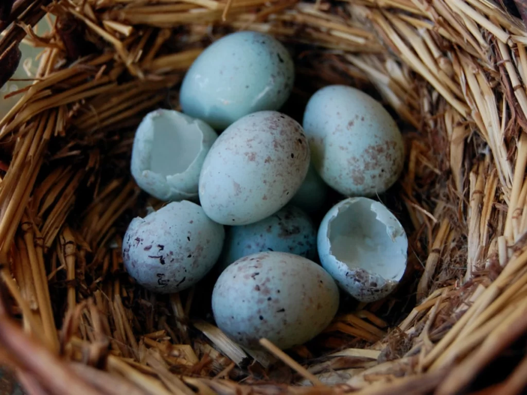 Kanarya Kuluçka ve Yavru Çıkarma Zamanı: Kuluçka Süresi, Kaçıncı Yumurtadan Sonra? +Neye Göre Değişir?