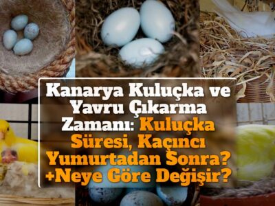 Kanarya Kuluçka ve Yavru Çıkarma Zamanı: Kuluçka Süresi, Kaçıncı Yumurtadan Sonra? +Neye Göre Değişir?