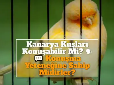 Kanarya Kuşları Konuşabilir Mi? Konuşma Yeteneğine Sahip Midirler?