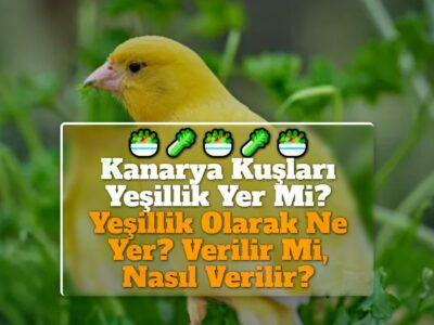 Kanarya Kuşları Yeşillik Yer Mi? Yeşillik Olarak Ne Yer? Verilir Mi, Nasıl Verilir?