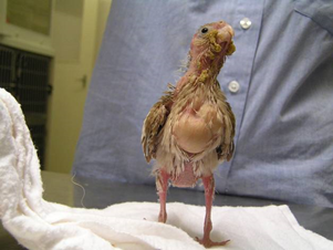 Kanarya Kuşlarında Mantar Hastalığı Belirtileri, Tedavisi ve Kanarya Ayak Mantarı Kreminin Etkileri