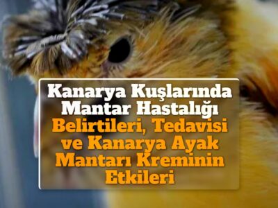 Kanarya Kuşlarında Mantar Hastalığı Belirtileri, Tedavisi ve Kanarya Ayak Mantarı Kreminin Etkileri