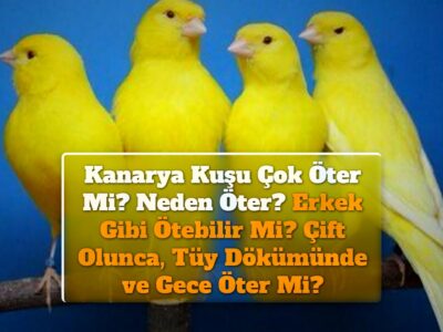 Kanarya Kuşu Çok Öter Mi? Neden Öter? Erkek Gibi Ötebilir Mi? Çift Olunca, Tüy Dökümünde ve Gece Öter Mi?