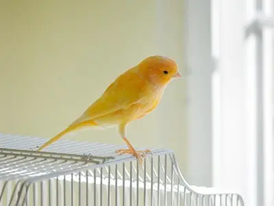 Kanarya Kuşu Neden Tek Ayak Üstünde Durur? Tek Ayak Üzerinde Durma Davranışının Sebepleri
