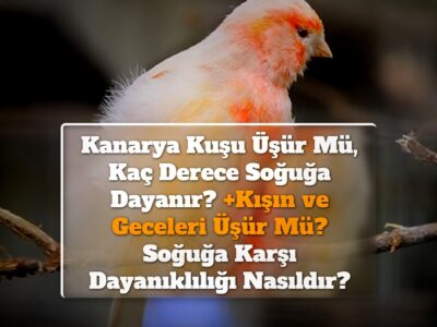 Kanarya Kuşu Üşür Mü, Kaç Derece Soğuğa Dayanır? +Kışın ve Geceleri Üşür Mü? Soğuğa Karşı Dayanıklılığı Nasıldır?