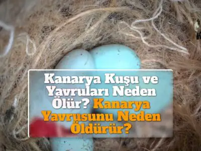 Kanarya Kuşu ve Yavruları Neden Ölür? Kanarya Yavrusunu Neden Öldürür?