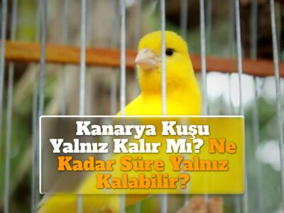 Kanarya Kuşu Yalnız Kalır Mı? Ne Kadar Süre Yalnız Kalabilir?