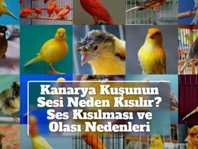 Kanarya Kuşunun Sesi Neden Kısılır? Ses Kısılması ve Olası Nedenleri