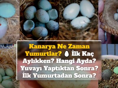 Kanarya Ne Zaman Yumurtlar? İlk Kaç Aylıkken? Hangi Ayda? Yuvayı Yaptıktan Sonra? İlk Yumurtadan Sonra?