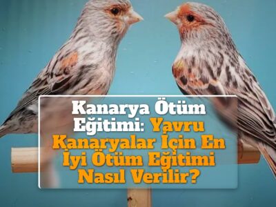 Kanarya Ötüm Eğitimi: Yavru Kanaryalar İçin En İyi Ötüm Eğitimi Nasıl Verilir?