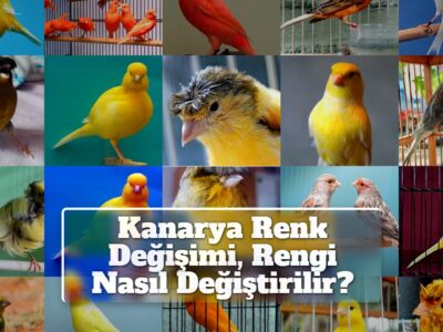 Kanarya Renk Değişimi, Rengi Nasıl Değiştirilir?