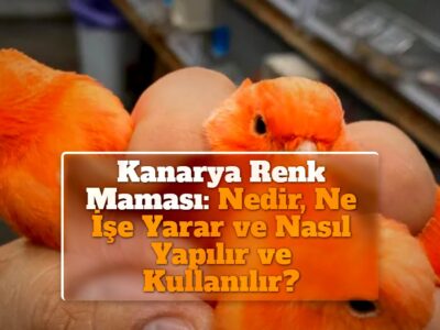 Kanarya Renk Maması: Nedir, Ne İşe Yarar ve Nasıl Yapılır ve Kullanılır?