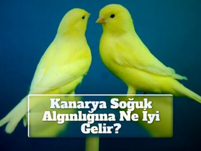 Kanarya Soğuk Algınlığına Ne İyi Gelir?