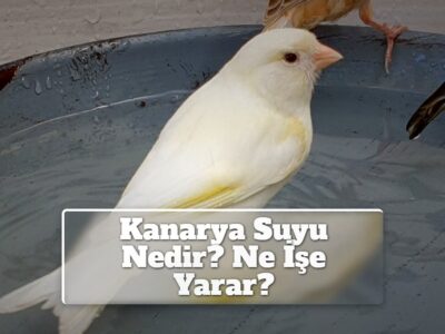 Kanarya Suyu Nedir? Ne İşe Yarar?