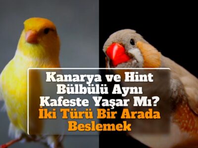 Kanarya ve Hint Bülbülü Aynı Kafeste Yaşar Mı? İki Türü Bir Arada Beslemek