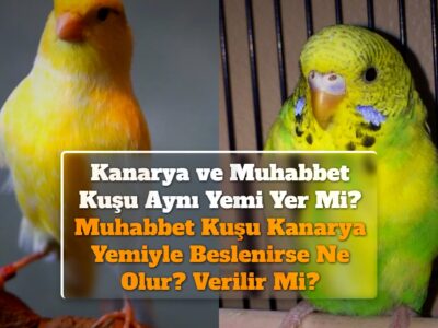 Kanarya ve Muhabbet Kuşu Aynı Yemi Yer Mi? Muhabbet Kuşu Kanarya Yemiyle Beslenirse Ne Olur? Verilir Mi?