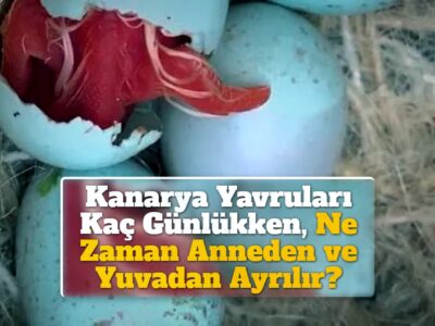 Kanarya Yavruları Kaç Günlükken, Ne Zaman Anneden ve Yuvadan Ayrılır?