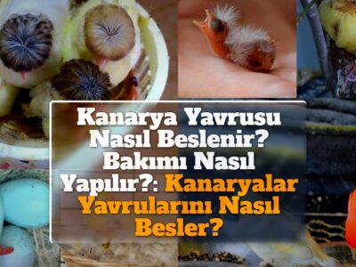 Kanarya Yavrusu Nasıl Beslenir? Bakımı Nasıl Yapılır?: Kanaryalar Yavrularını Nasıl Besler?