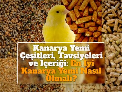 Kanarya Yemi Çeşitleri, Tavsiyeleri ve İçeriği: En İyi Kanarya Yemi Nasıl Olmalı?